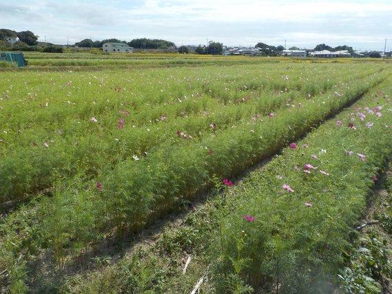畑一面に列をなして生える、80～90センチメートル程の丈に育ち三分咲きに薄紫色の花をつけたコスモスの写真