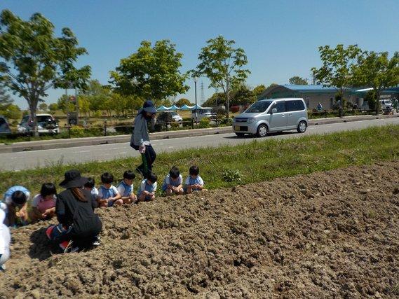 道路脇の畑の端に並んでしゃがみ込み土の様子を見ている園児達の写真