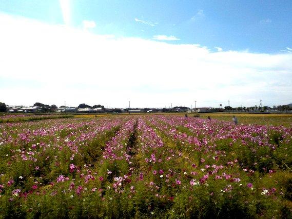 畑一面に列をなして広がり満開に咲いた薄紫色のコスモスの写真