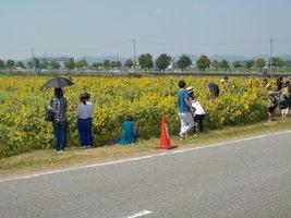一面黄色い花の咲くひまわり畑を道端から眺める人たちの写真