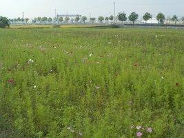 コスモス畑の緑色にぽつぽつと花の色が混ざり始める写真