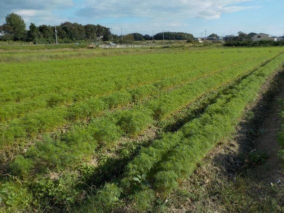 畑の畝に列をなして植えられている、40センチメートル程の丈に育ったコスモスの写真