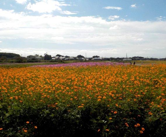 畑一面に広がり満開に咲いたオレンジ色のキバナコスモスの写真