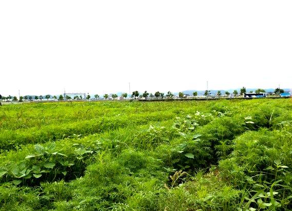 畑の畝に列をなして植えられ、20センチメートル程に育っている緑の葉のコスモスの写真