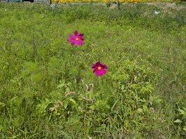 コスモスの花が開花している様子の写真