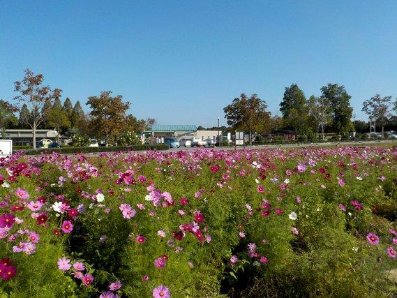 青空の下、畑に列をなして生える七分咲きに薄紫色の花をつけたコスモスの写真
