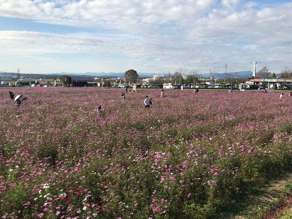 畑一面に広がって咲く薄紫色のコスモスと、その中を歩きながらそれを眺める人たちの様子の写真