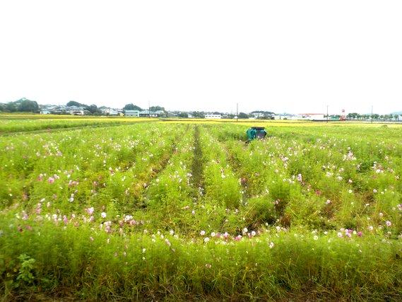 畑一面に列をなして生え、一部に薄紫色の花を咲かせ始めたコスモスの写真