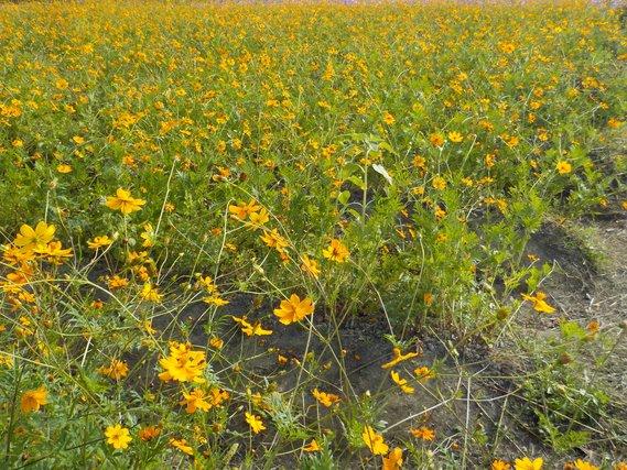 畑一面に列をなして広がり咲く黄色いキバナコスモスの写真
