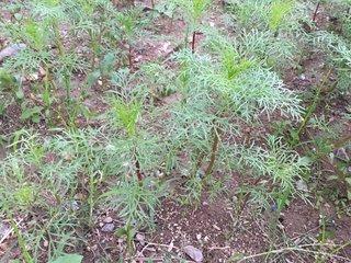背丈が伸び葉を生い茂らせる9月のコスモスの苗の写真