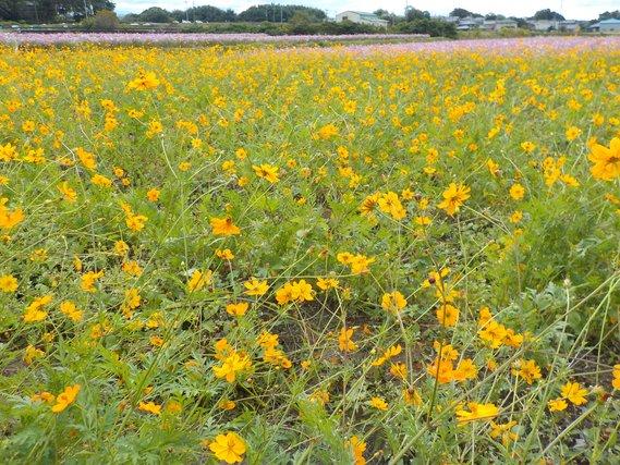 畑一面に広がり咲き乱れる黄色いキバナコスモスの写真