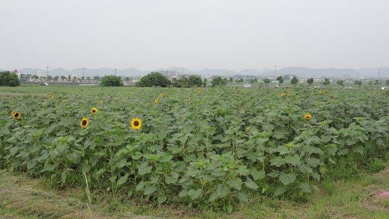 畑一面に広がる丈の伸びた緑色の葉のひまわりの中に、ちらほらと黄色い花が咲き始めている様子の写真