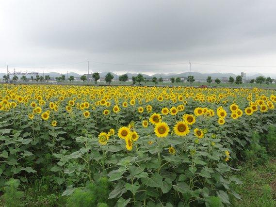 畑一面に広がる黄色い花が七分咲きに迫るほどとなったひまわりの写真