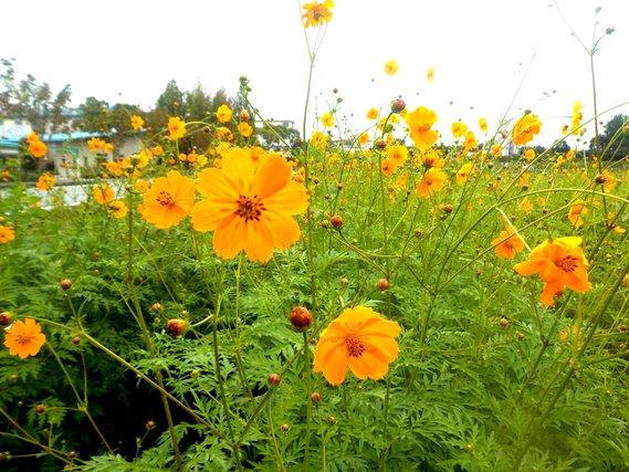 五分咲きとなっているオレンジ色の花をつけたキバナコスモスの写真