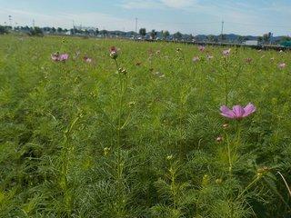 コスモスの葉の青みに花の色がぽつぽつと混ざり始める写真