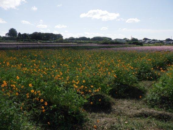 畑一面に列をなして生える、90センチメートル程の丈に育ち八分咲きに黄色の花をつけたキバナコスモスの写真