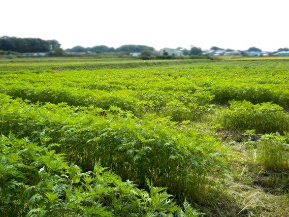 畑に列をなして植えられ、50センチメートル程の丈に育っている緑の葉のキバナコスモスの写真