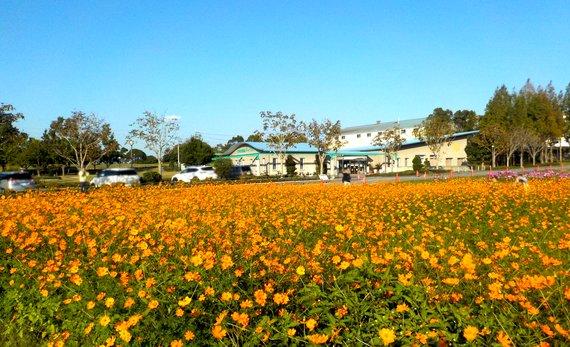 畑一面に満開に咲き乱れるオレンジ色のキバナコスモスの写真