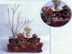 木製のプランターに、植物が配置されている様子の移動式ベランダガーデンの写真