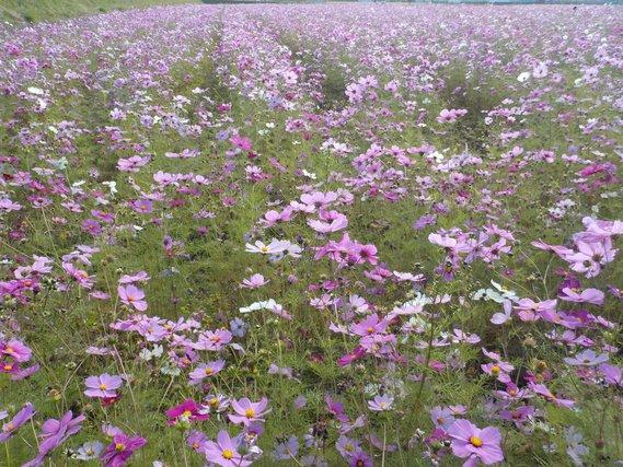 畑一面に広がって咲き乱れる薄紫色のコスモスの写真