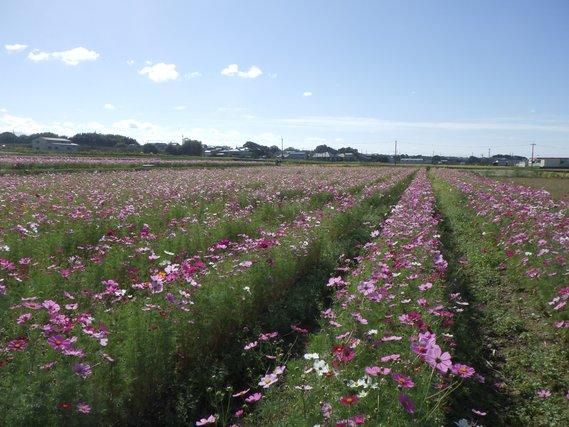 畑一面に列をなして生える、90センチメートル程の丈に育ち八分咲きに薄紫色の花をつけたコスモスの写真
