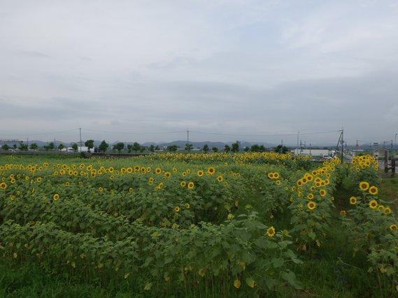 畑一面に列をなして並び、黄色い花が目立ち始めたひまわりの写真