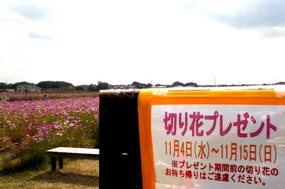 コスモス畑の前に掲示されている「切り花プレゼント」と書かれたポップ紙の写真