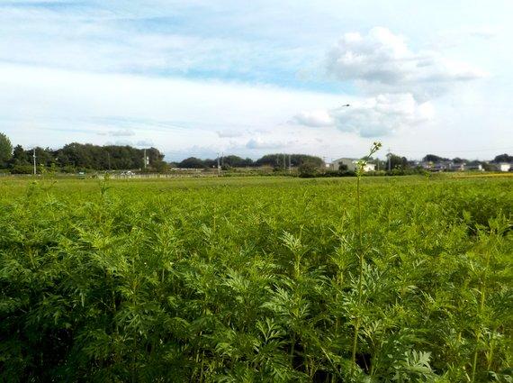 畑一面に広がり、60センチメートル程の丈に育った緑の葉のキバナコスモスの写真
