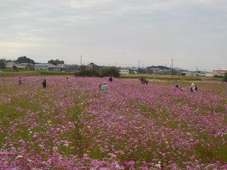 広々とした10月のコスモス畑に立つ人たちの写真