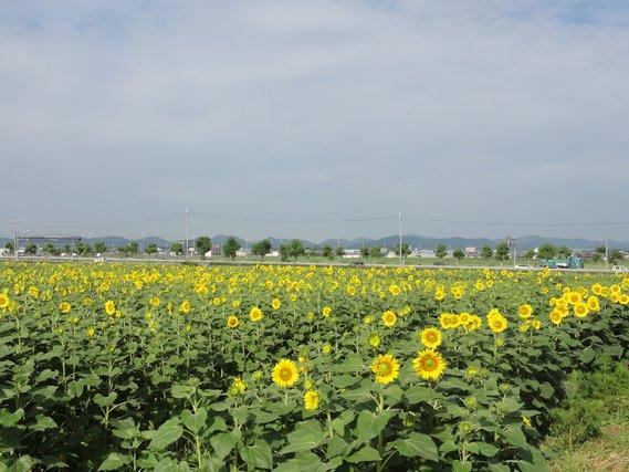 畑一面に広がる黄色い花が二分咲きほどとなったひまわりの写真