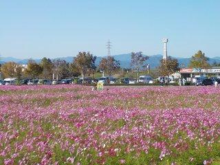 青空の下広がる10月のコスモスの写真