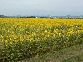 一面黄色い花の景色が広がる、ひまわり畑の写真