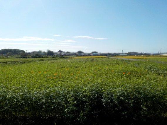 青空の下、畑一面に広がり1～1.5メートル程の丈で生える、一部ちらほらとオレンジ色の花が開花し始めたキバナコスモスの写真