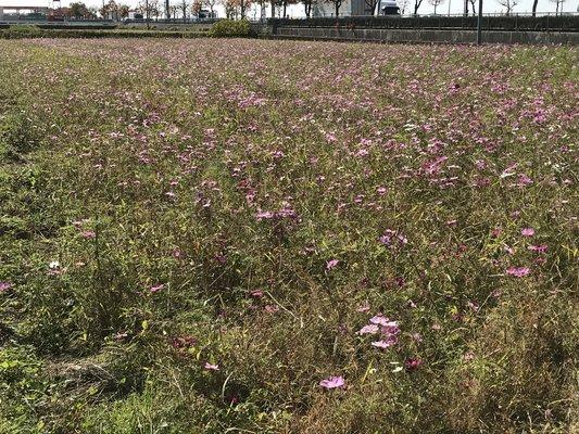 しおれた花が混ざり始めた11月のコスモス畑の写真