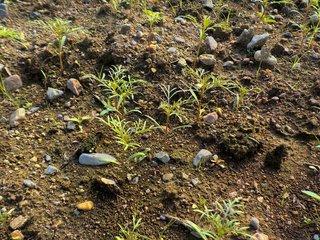 土から芽を伸ばす9月のコスモスの苗の写真