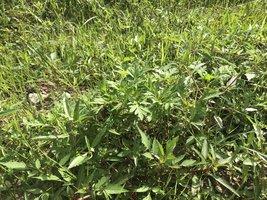 畑に植えられ草丈20センチメートルくらいに育っている緑の葉のキバナコスモスの写真