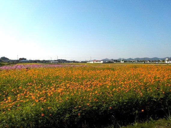 青空の下、畑一面に広がり満開に咲き誇るオレンジ色のキバナコスモスの写真