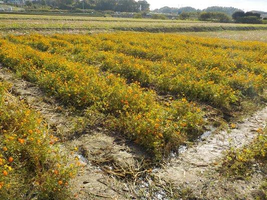 台風の影響で斜めに傾いて咲く10月のキバナコスモス畑の写真