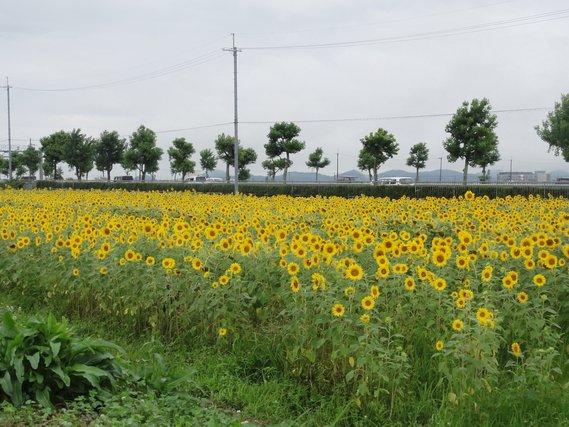 道路脇の畑一面に黄色い花を咲かせているひまわりの写真