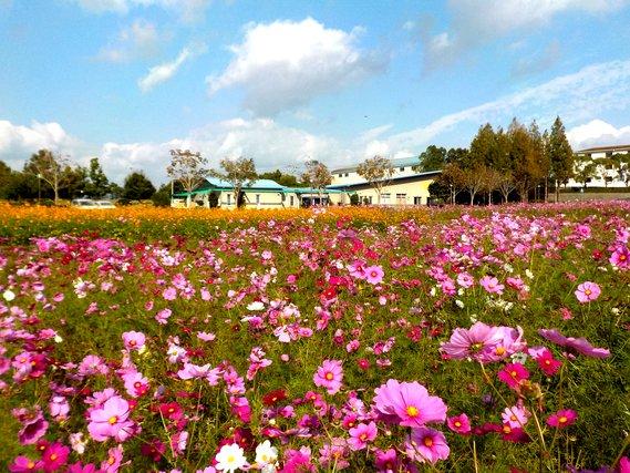 畑一面に満開に咲く薄紫色のコスモスと、同じくその奥に咲くオレンジ色のキバナコスモスの写真