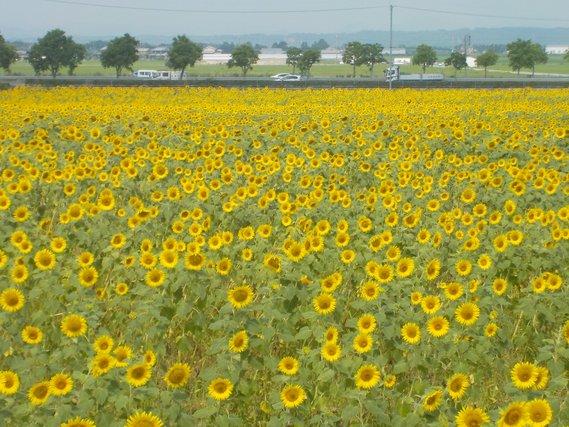 畑一面に広がる、黄色い花が一斉に咲き誇っているひまわりの写真