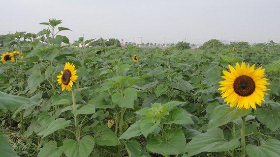 つぼみがついて一部黄色い花が開花し始めたひまわりの写真