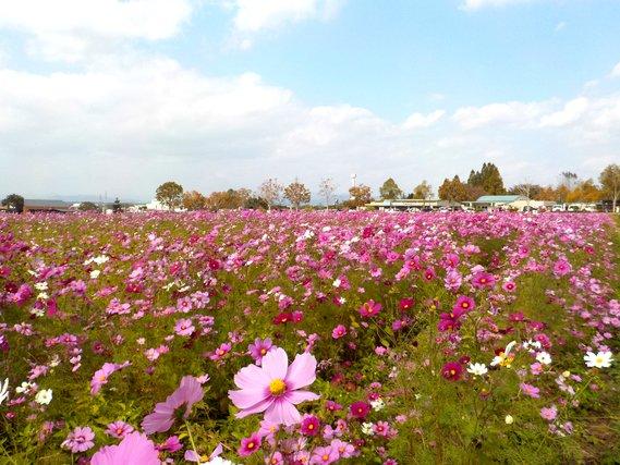 畑一面に広がり咲き乱れている薄紫色のコスモスの写真