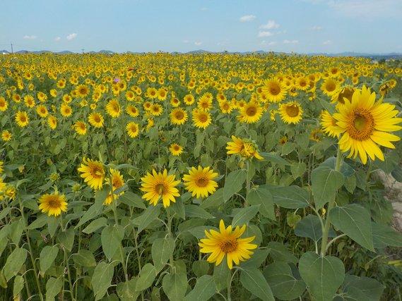 畑一面に広がる、満開を迎え黄色い大輪の花を咲かせた沢山のひまわりの写真
