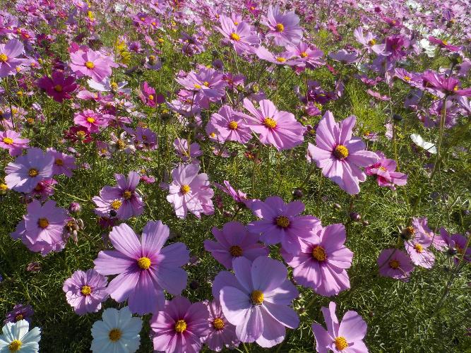 綺麗なコスモスの花