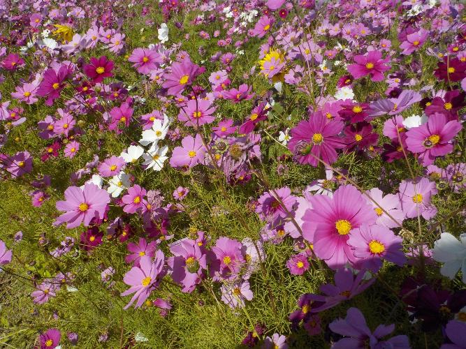 きれいな花びらのコスモス