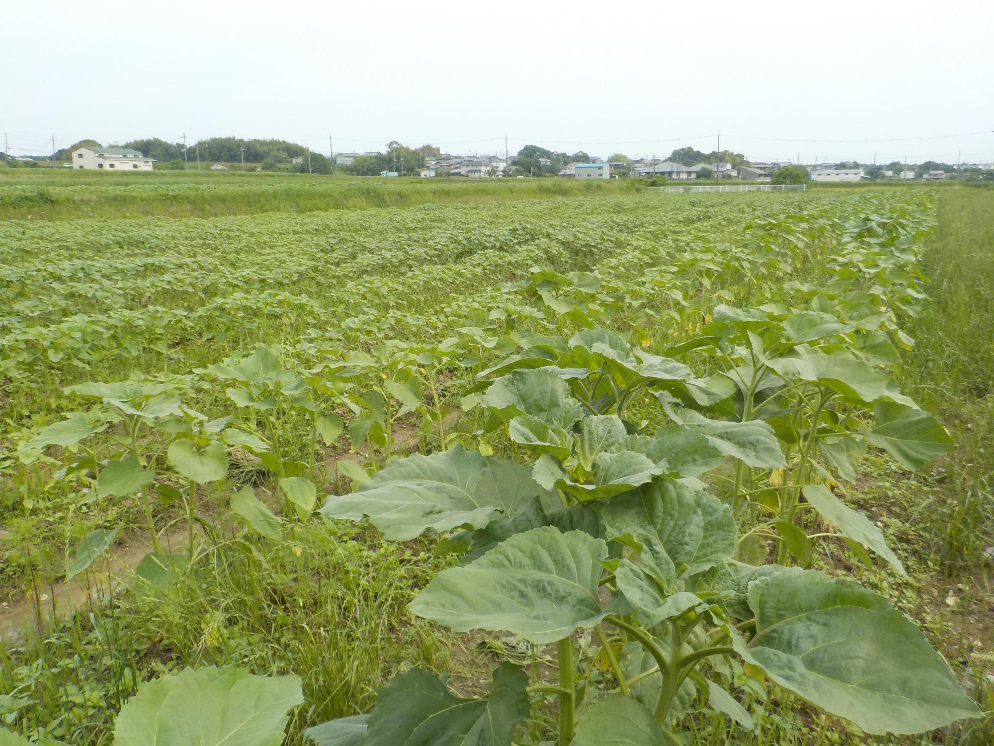 成長途中のど根性ひまわり