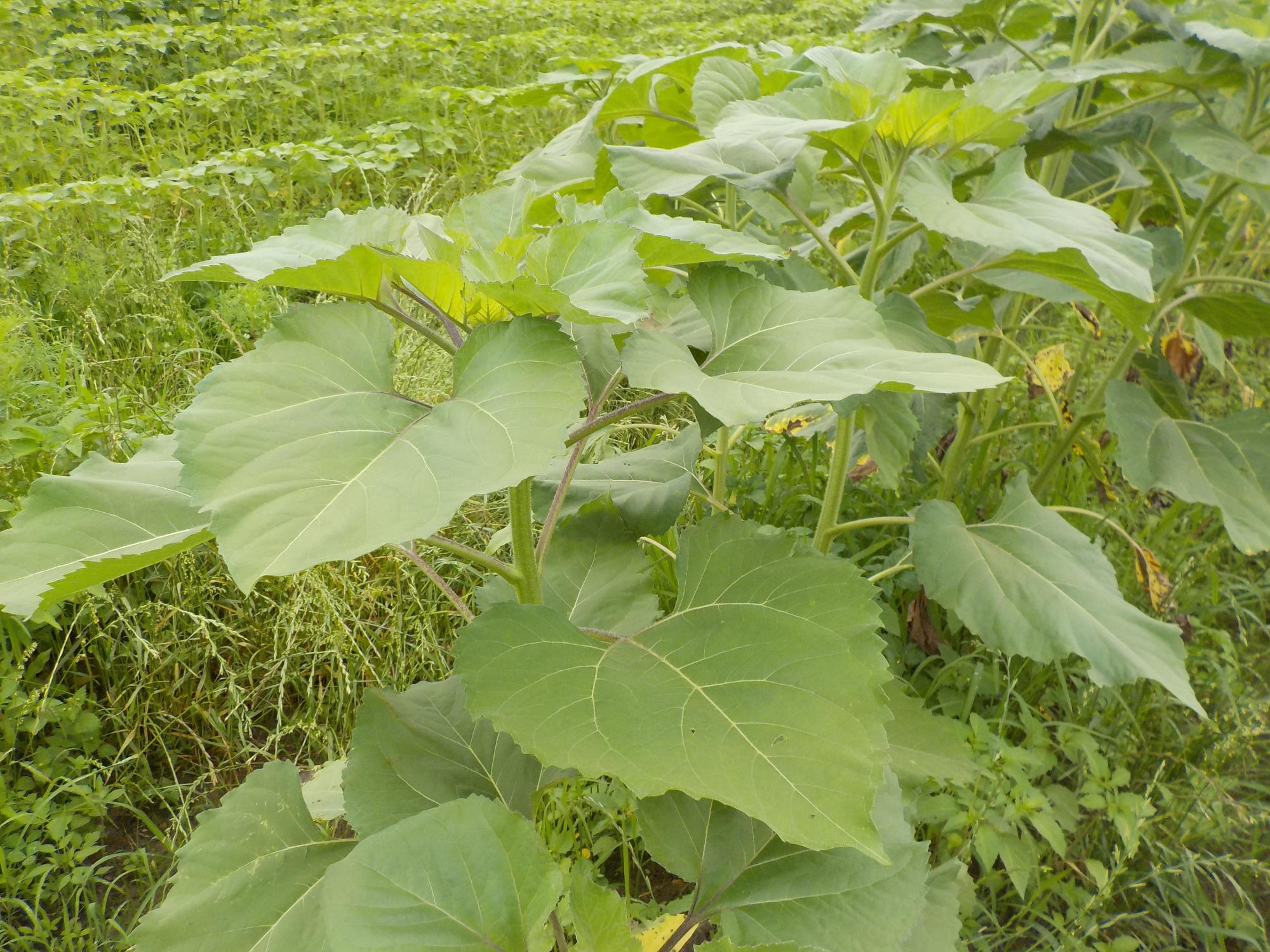 成長途中のど根性ひまわり