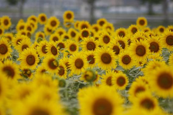 綺麗な花畑