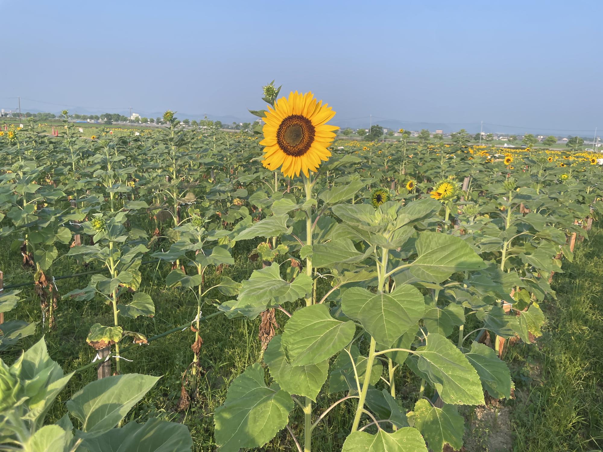 ど根性ひまわりr80721